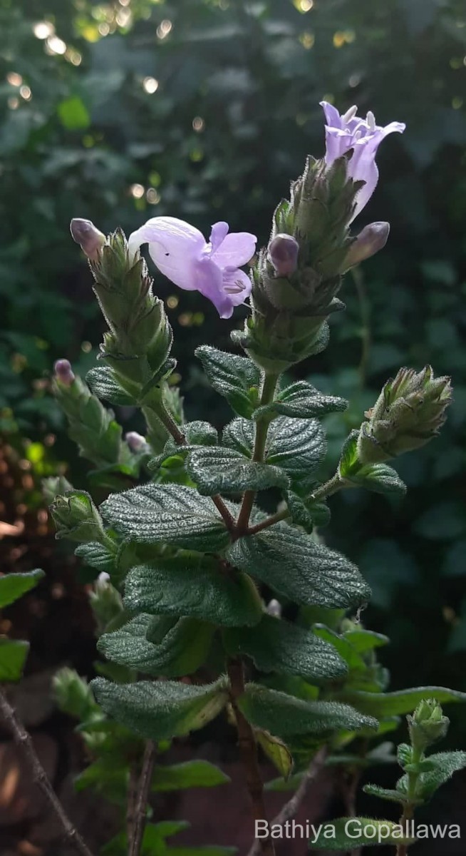 Strobilanthes gardneriana (Nees) T.Anderson